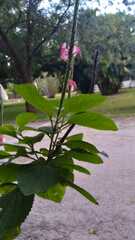 Stachytarpheta mutabilis