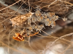 Philoponella congregabilis