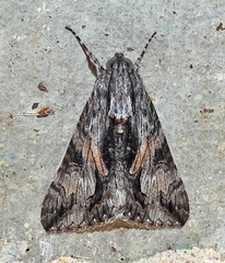 Melipotis jucunda