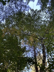 Betula