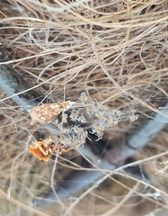 Philoponella congregabilis