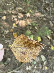 Betula