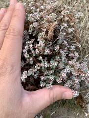 Euphorbia melanadenia