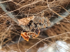 Philoponella congregabilis