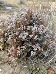 Euphorbia melanadenia