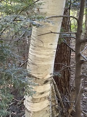 Betula