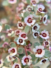 Euphorbia melanadenia