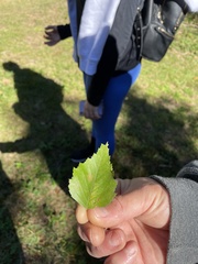 Betula