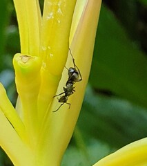 Polyrhachis cupreata