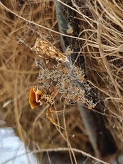 Philoponella congregabilis