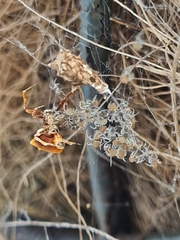 Philoponella congregabilis