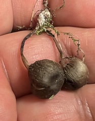 Entoloma conferendum