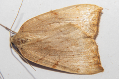 Sestra humeraria