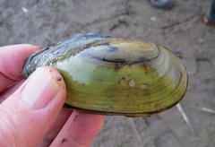 Utterbackia imbecillis