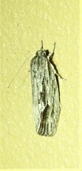 Agriophara confertella