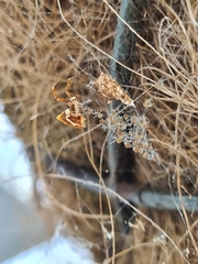 Philoponella congregabilis