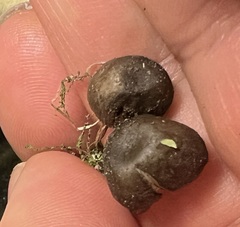 Entoloma conferendum