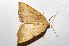 Sestra humeraria