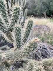 Cylindropuntia ganderi