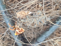 Philoponella congregabilis