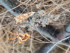 Philoponella congregabilis