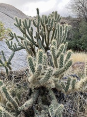 Cylindropuntia ganderi