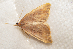 Xanthorhoe occulta