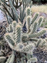 Cylindropuntia ganderi