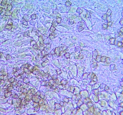 Entoloma conferendum