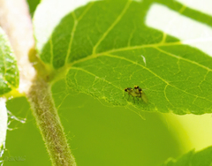Agromyzidae