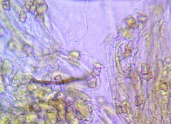 Entoloma conferendum
