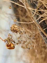 Philoponella congregabilis