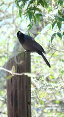 Cyanocorax cyanomelas