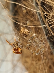 Philoponella congregabilis