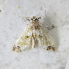 Neoleucinodes