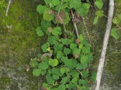 Ampelopsis glandulosa hancei