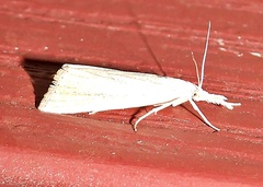 Eoreuma densellus
