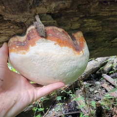 Fomitopsis