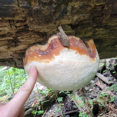 Fomitopsis