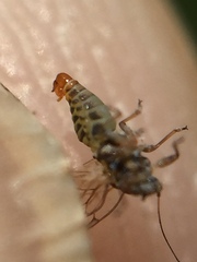 Acizzia acaciae