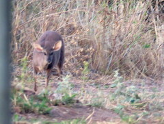 Mazama gouazoubira