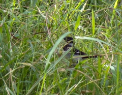 Sporophila morelleti