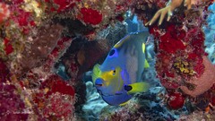 Holacanthus ciliaris