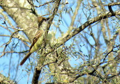 Myiarchus tyrannulus