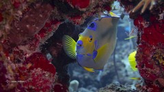 Holacanthus ciliaris