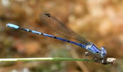 Argia extranea