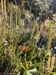 Lycopodium