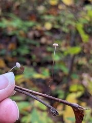 Collybiopsis quercophila