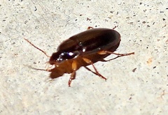 Notiobia terminata