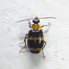 Lebiinae